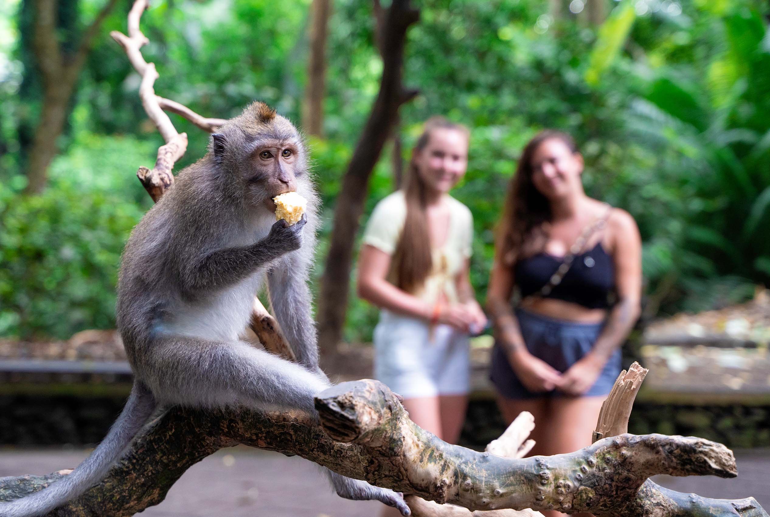 Bali_Ubud_monkeys