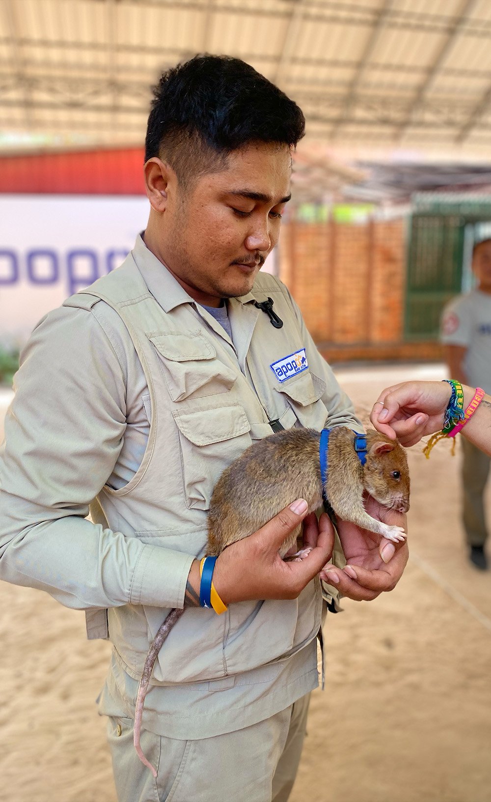 SmallChange_Cambodia_ApopoHeroRats_mobile
