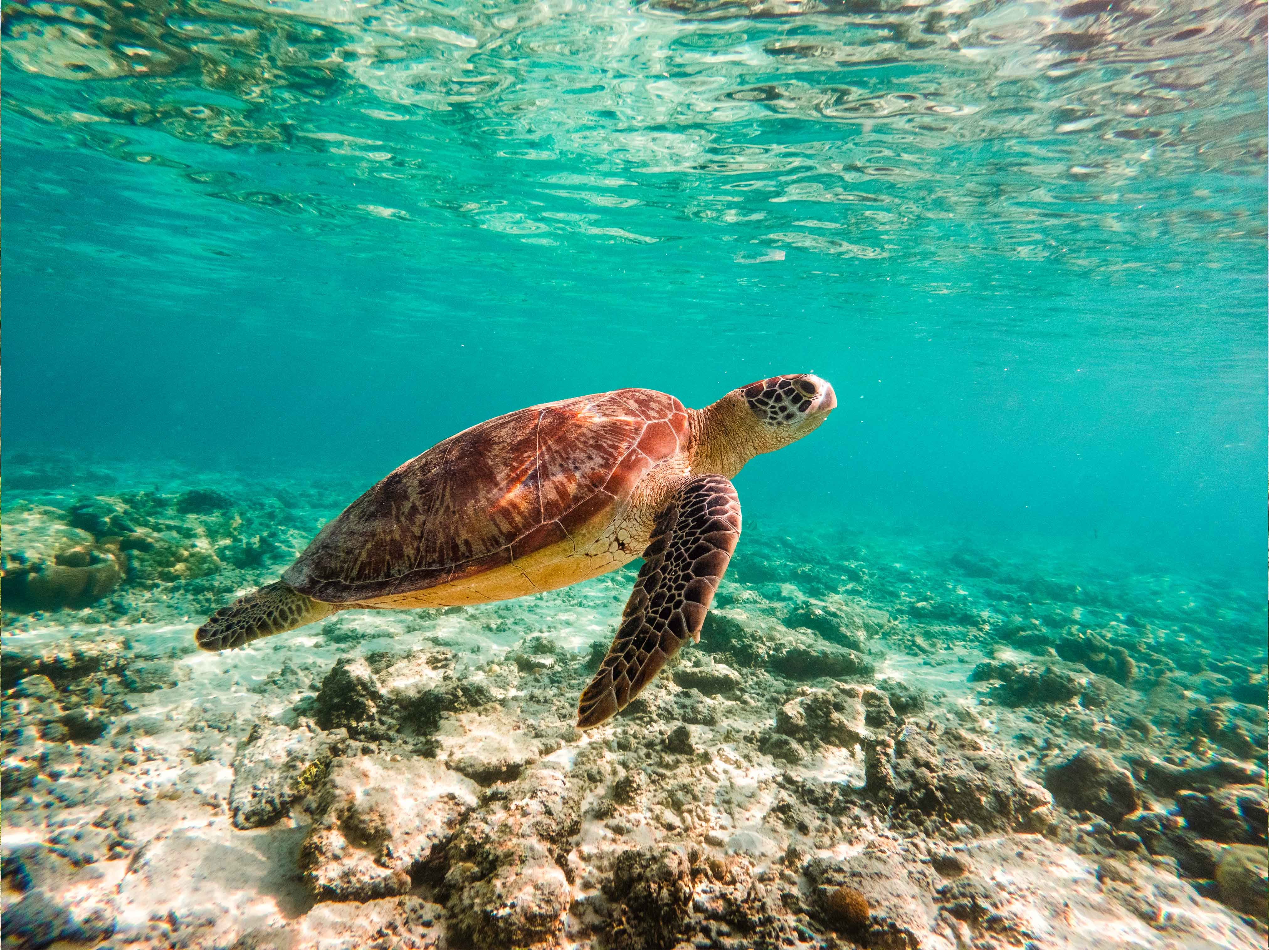 Diving_turtle