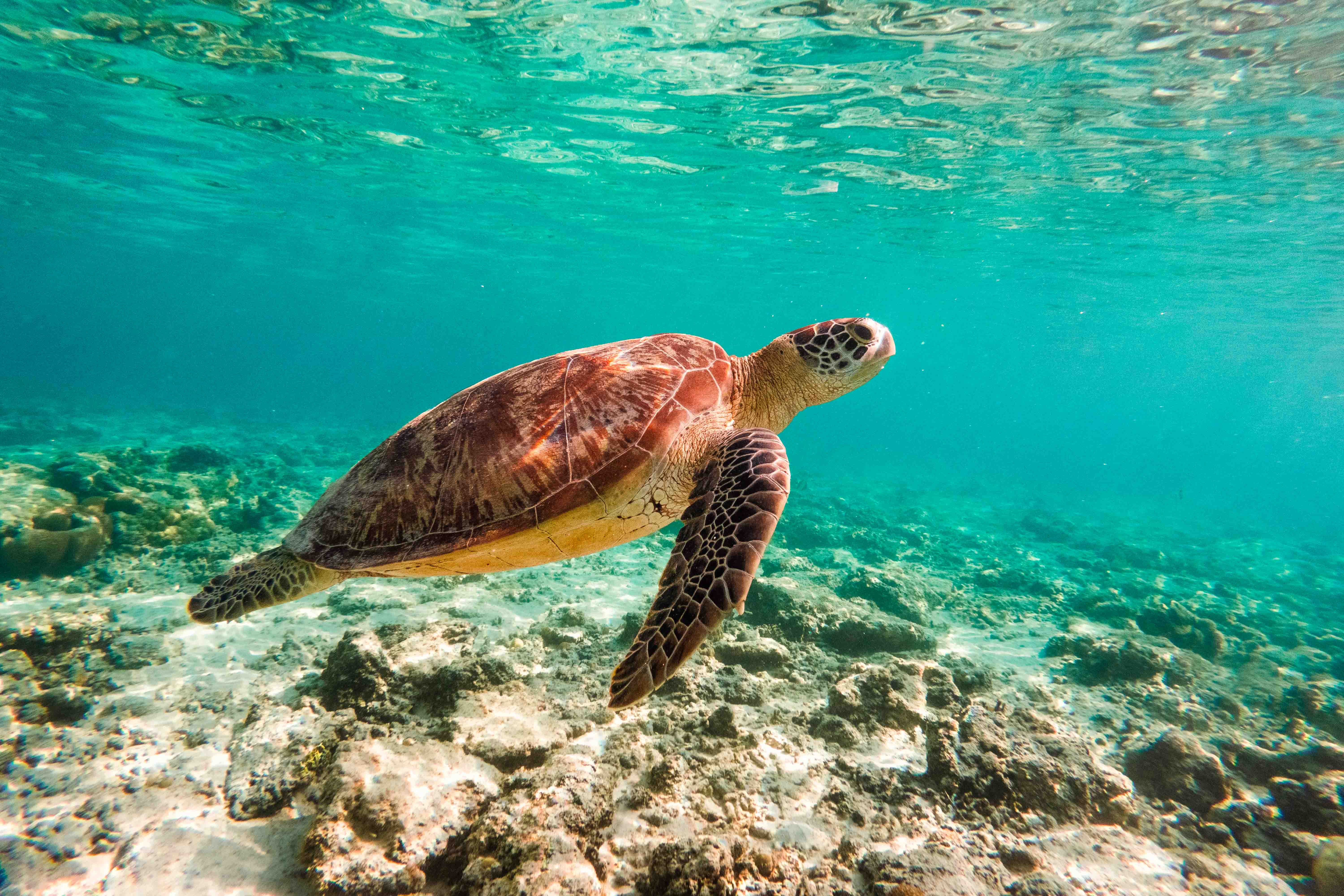 Indonesia_Gili_Turtles