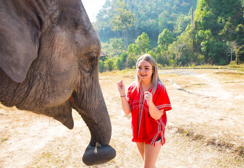 Thai Intro 18 Day Elephant