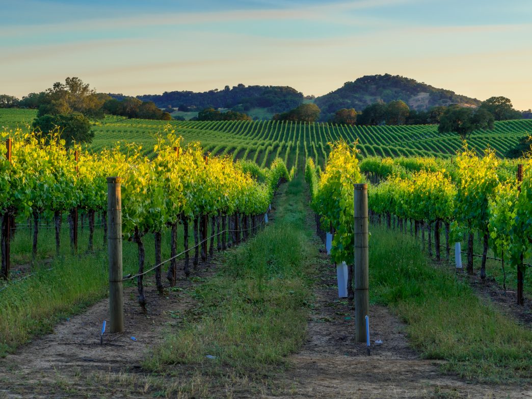 For the wine-obsessed: Sonoma, California